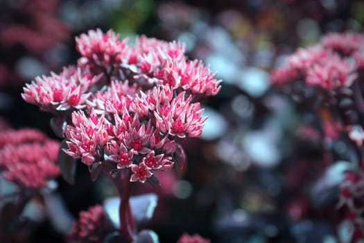 Closeup background of delicate flowers on a sedum.