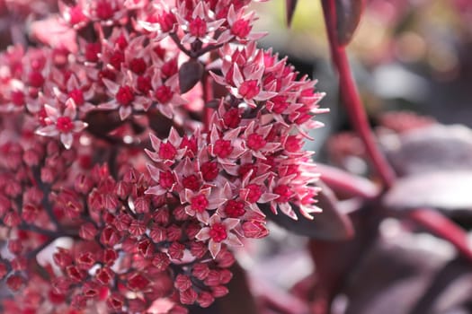 Closeup background of delicate flowers on a sedum.