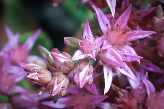 Macro view of delicate pink flowers on a sedum plant.