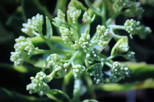 A background macro of forming buds on a sedum.
