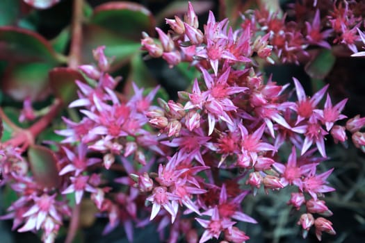 Closeup background of delicate flowers on a sedum.