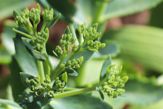 A green background of forming buds on a sedum.