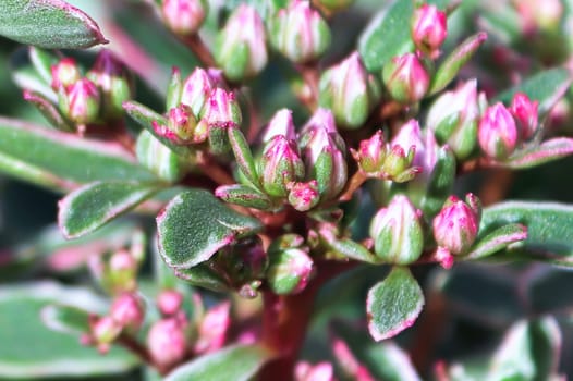 Tiny pink closed blossom buds on a sedum plant.