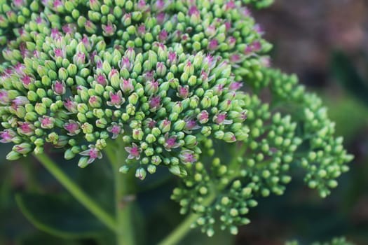 Closeup of tiny pink flowers opening on a sedum.