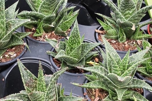 Aloe plants in pots in a seedling tray.