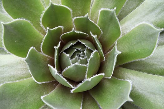 Closeup up of commander hay succulent centers.
