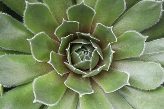 Closeup up of commander hay succulent centers.