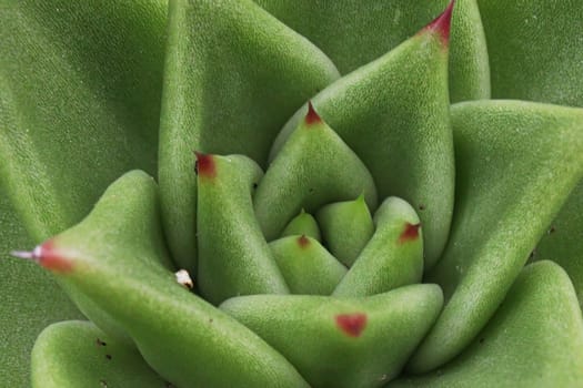 Macro of a green echeveria succulent center.