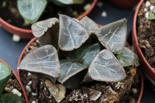 Macro of ice haworthia succlulant plants in pots.