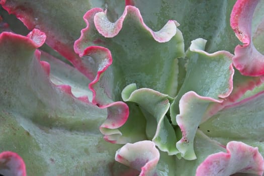 Macro of a frilled echeveria succulent center.