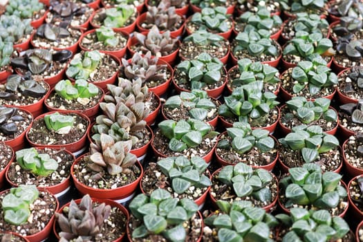 Rows of Ice Haworthia plants in seedling tray pots.