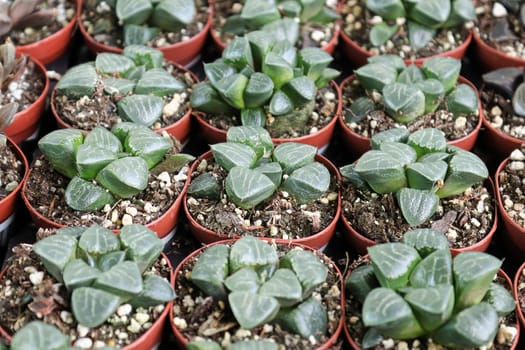 Rows of Ice Haworthia plants in seedling tray pots.