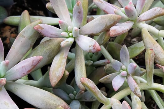 Closeup of a Darley Sunshine succlent leaves.