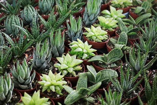 Rows of tiny Haworthia, Little Warty and aloe plants.