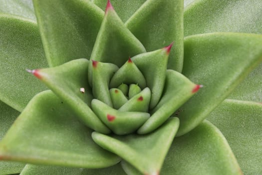 Macro of a green echeveria succulent center.