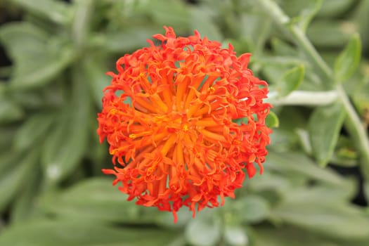 Macro of a orange flower on a senecio succulent plant.