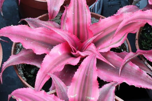 The pink center of a starfish succulent.