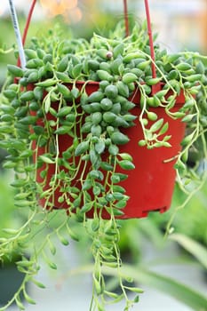 Closeup of a hanging String of Beans succulent.