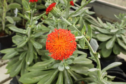 The orange flower on a senecio succulent plant.