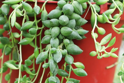 Macro of the leaves on a String of Beans succulent.