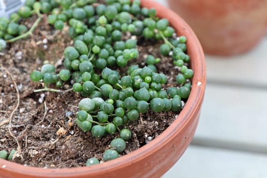 Closeup of a String of Pearls plant in a terracotta pot.