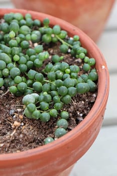 Closeup of a String of Pearls plant in a terracotta pot.