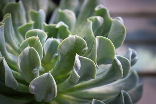 Macro side view of a Topsy Turvey succulent plant.