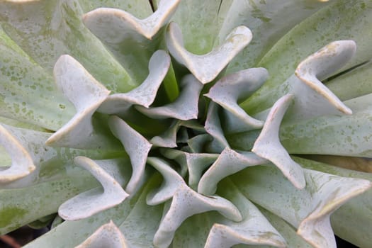 Macro center of a Topsy Turvey succulent plant.