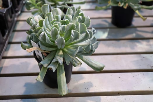 Side view of a Topsy Turvey succulent plant in a pot.