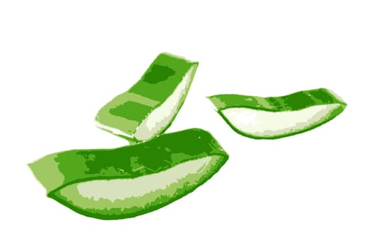 Aloe vera plant isolated on white background. Aloe vera is a succulent plant species of the genus Aloe. It is cultivated for agricultural and medicinal uses