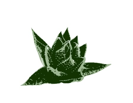 Aloe vera plant isolated on white background. Aloe vera is a succulent plant species of the genus Aloe. It is cultivated for agricultural and medicinal uses