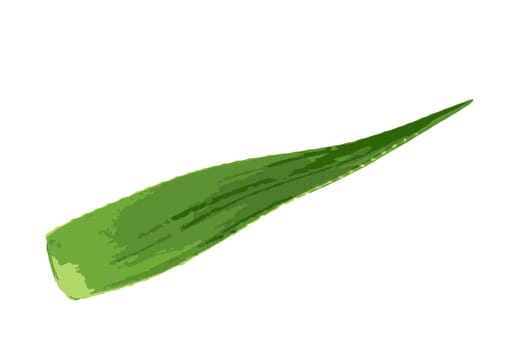 Aloe vera plant isolated on white background. Aloe vera is a succulent plant species of the genus Aloe. It is cultivated for agricultural and medicinal uses
