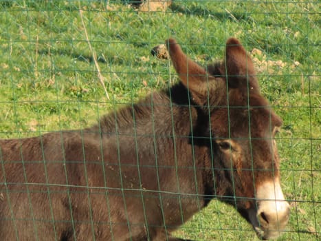 domestic animal donkey meek old brown donkey