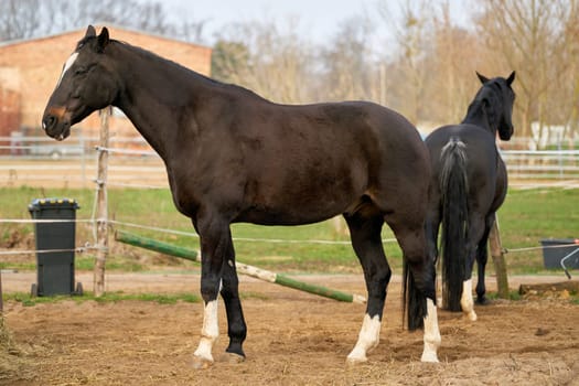 Horses for riding on a farm in the Herrenkrug near Magdeburg in Germany