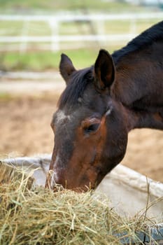 Horse eating hay on a farm in Herrenkrug near Magdeburg in Germany