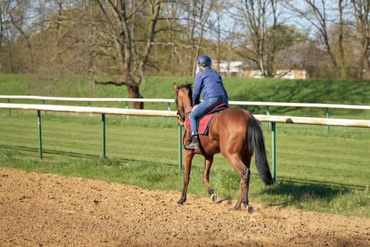 Horse and rider training on the racecourse at the Herrenkrug near Magdeburg