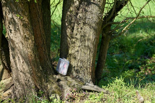 found geocaching hiding place with a cache in a box in a tree in the Herrenkrugpark near Magdeburg in Germany