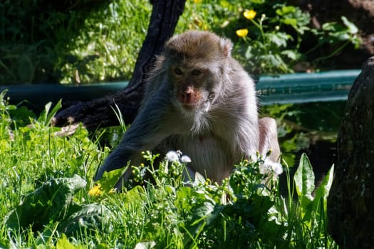 Rhesus monkey