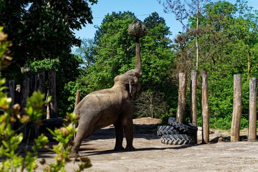 Elephant