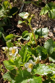 Macro shot of a wild strawberry plant in the undergrowth with flowers and dew drops