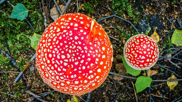 Top-down view of amanita mushroom cap in a Russian forest