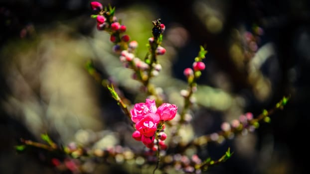 First blooms of Corinthian Rose Flowering Peach tree in spring