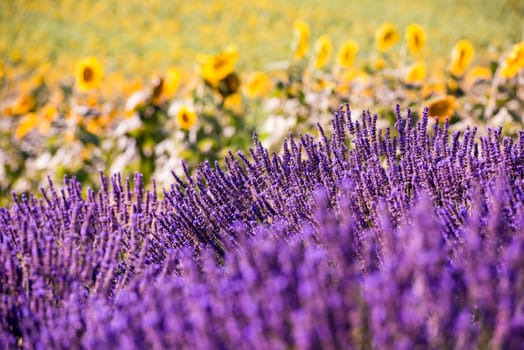 Close up Bushes of lavender purple aromatic flowers at lavender field in summer near valensole in provence france