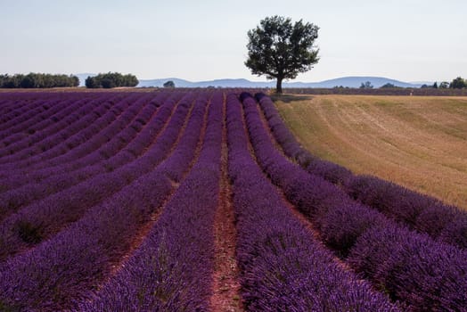 lonely tree at lavender field in summer purple aromatic flowers near valensole in provence france