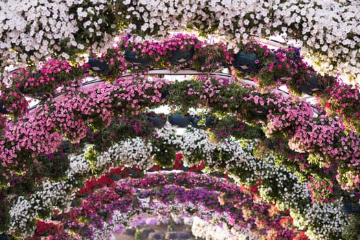 30 January 2017 Dubai miracle garden with over 45 million flowers in a sunny day