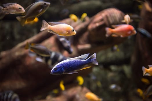 big tropical freshwater aquarium with colorful fishes and plants