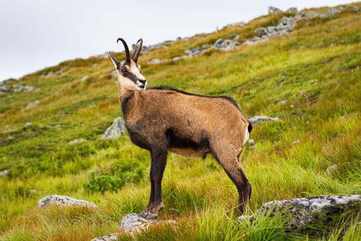 Tatra chamois, rupicapra rupicapra tatrica, standing on a hill in mountains in summer nature. Wild goat observing on rocks in green environment. Brown horned mammal looking on mountainside.