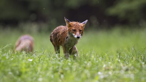 Wet red fox, vulpes vulpes, walking on grassland in rainy summer nature. Soaked orange mammal moving on field in rain. Predator going on pasture in a storm.