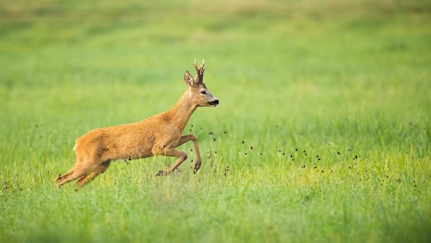 Roe deer, capreolus capreolus, disturbed on the vibrant green meadow in summer. Cute buck jumping on the sunny field with space for text. Animal wildlife jumping in the grass in the summertime.