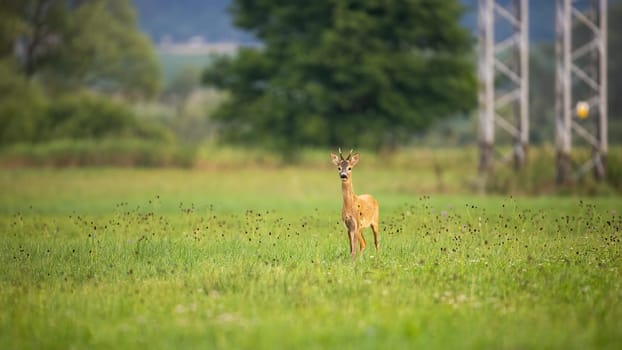 Roe deer, capreolus capreolus, moving on grass next to electric tower in summer. Young roebuck looking on meadow near the pole. Brown mammal walking on glade.
